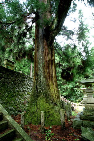 八柱神社の神代杉＿右株