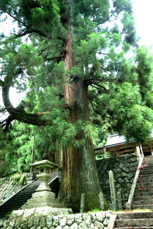 八柱神社の神代杉＿右株