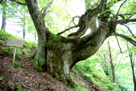 山田牧場のシナノキ