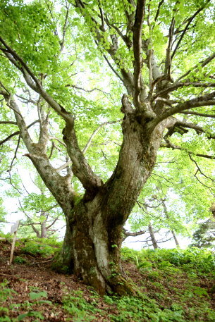 山田牧場のシナノキ
