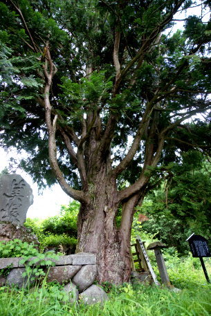 馬曲のアスナロ