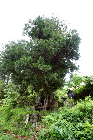 馬曲のアスナロ