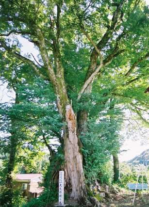 大久保の桂の木