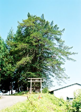 余五将軍駒つなぎのイチイ