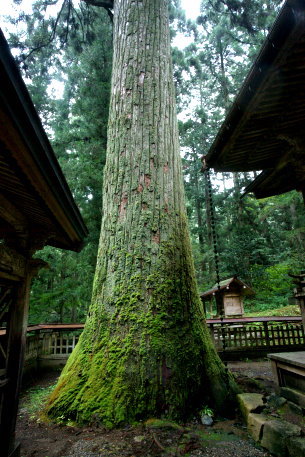 那比新宮神社のスギ
