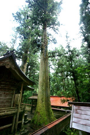 那比新宮神社のスギ