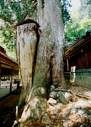 大間見白山神社の大スギ