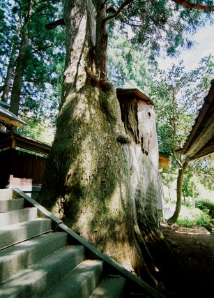 大間見白山神社の大スギ