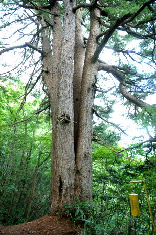 観音山のヒメコマツ