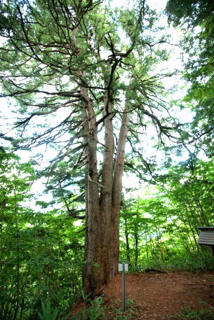 観音山のヒメコマツ