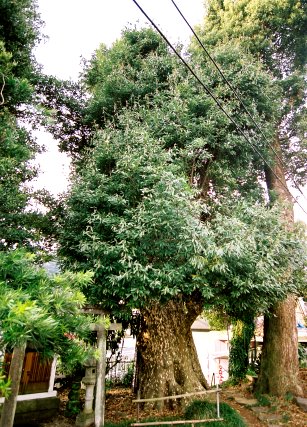 入生田のカゴノキ