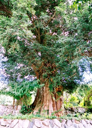 真福寺の大カヤ