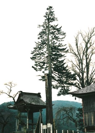 大国寺のコウヤマキ