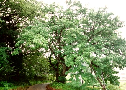 高熊のサイカチ