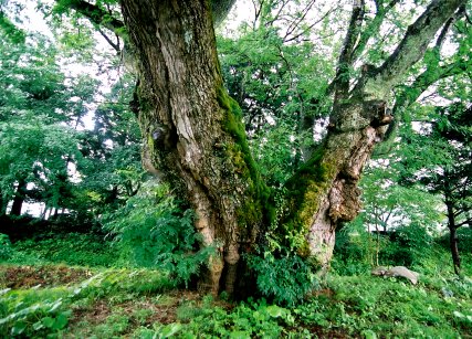 高熊のサイカチ