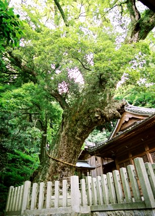 津島神社のスダジイ