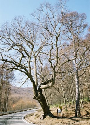 五十番のシナノキ