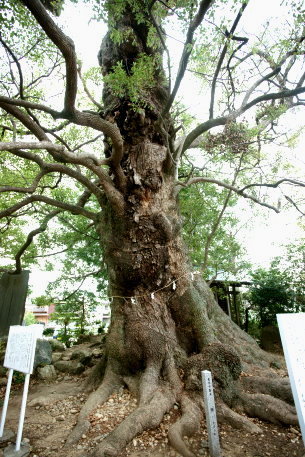 西光寺の大樟