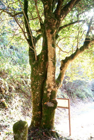 正武寺のサザンカ　No1