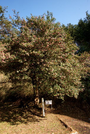 正武寺のサザンカ　No1