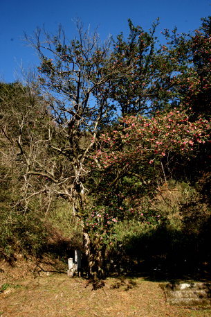 正武寺のサザンカ　No2