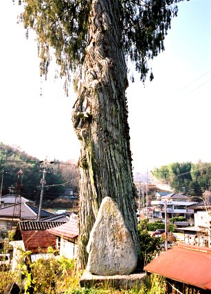 川路のネズミサシ
