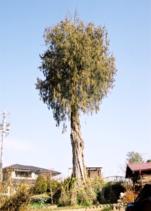 川路のネズミサシ