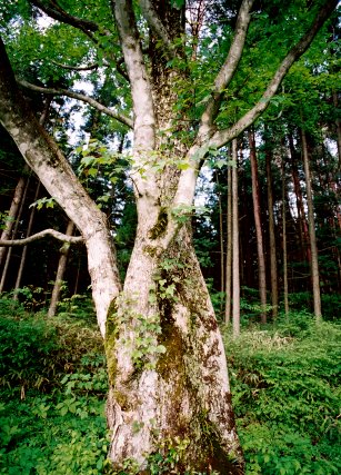富田ハナノキ自生地