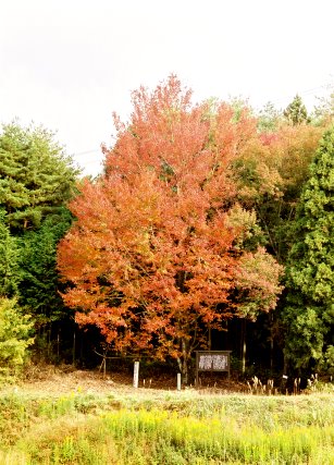 富田ハナノキ自生地