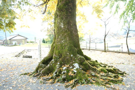 倉屋神社のムクロジ