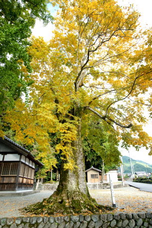 倉屋神社のムクロジ