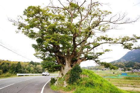 高野のタブノキ