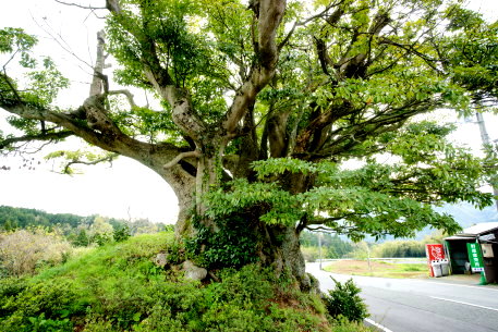 高野のタブノキ
