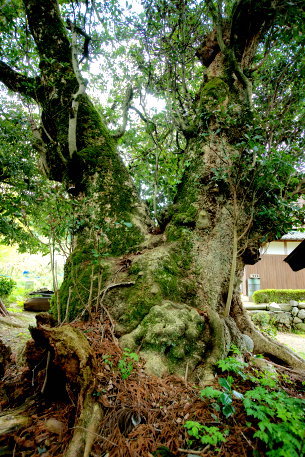 姫宮御前のタブノキ