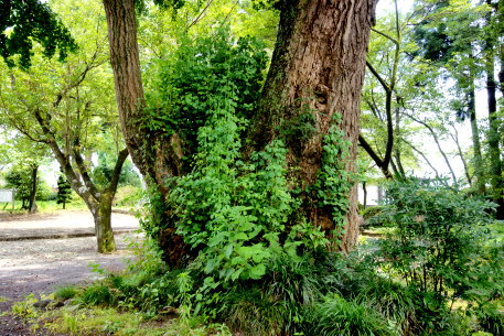 北山本門寺のイチョウ