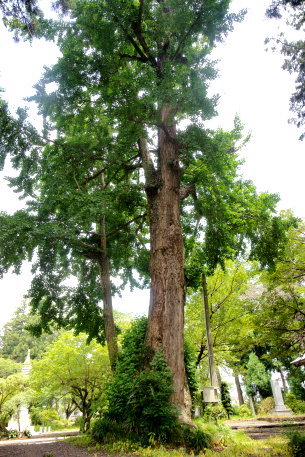 北山本門寺のイチョウ