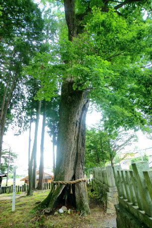 波多神社の小楢