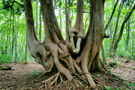 白馬岩岳のネズコ