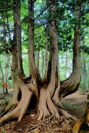 白馬岩岳のネズコ