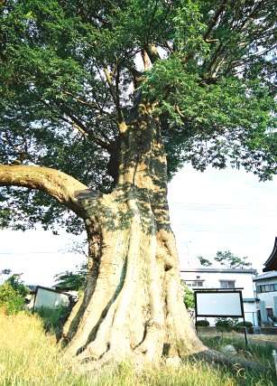 十日市場の大ケヤキ