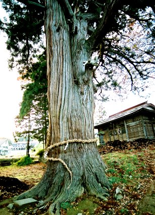 山田神社の大杉 No2