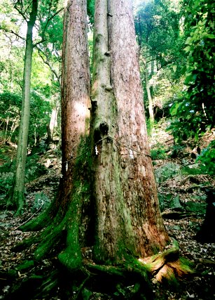 老杉神社の杉