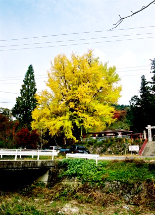 長楽寺のイチョウ