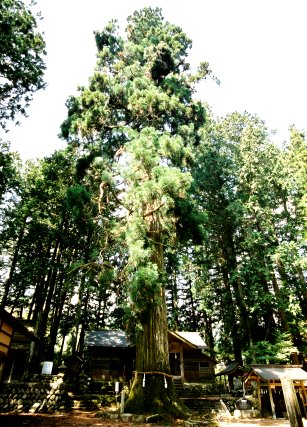 大山田神社の大杉