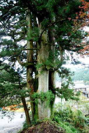 田口の大杉
