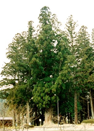 明建神社の神迎え杉