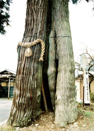 明建神社の神帰り杉