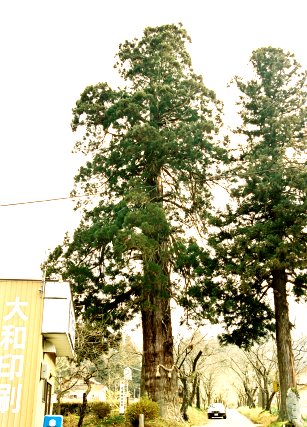明建神社の神帰り杉
