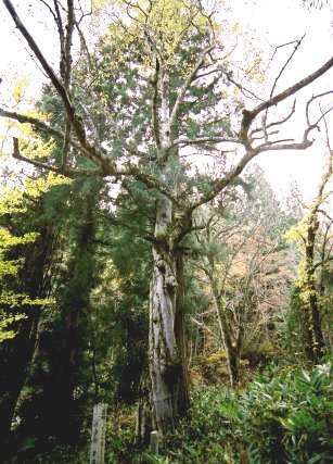 栗原神社のコブシ