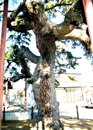 宝珠寺の松